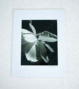 Flower for Immogene