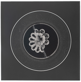 Photogram Collage #23