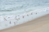 Shoreline Reverie - Barbara Luy