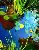 The Pond