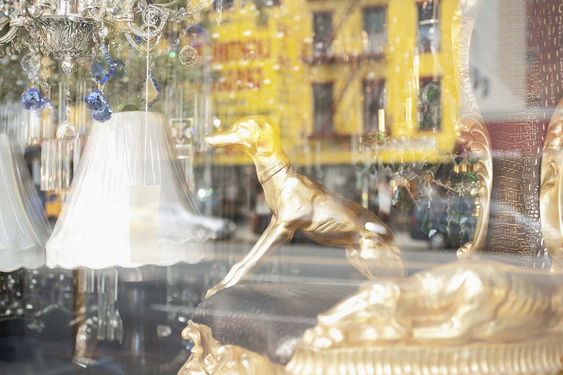 Dog in the Window | Window Works Series | - Geanna Merola